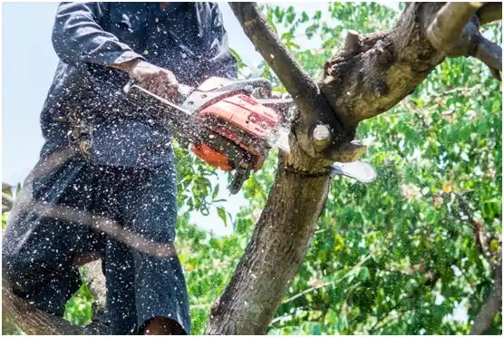 tree services Larksville